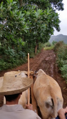 Oxen driven cart to a farm in Vinales a UNESCO World Heritage site