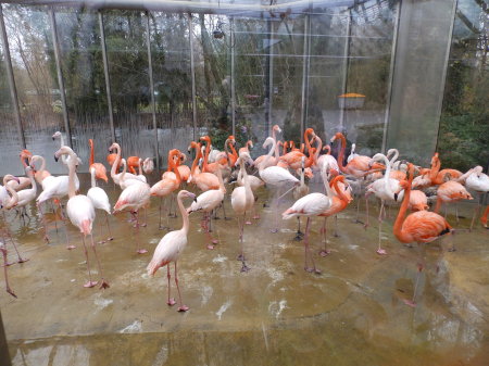 Flamingos in an indoor exhibit