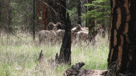 Desert Big Horned Sheep (S.E. Az.)