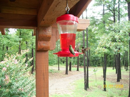 hummingbirds on the front deck