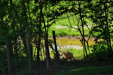 Gail Proven's album, Farm Photos