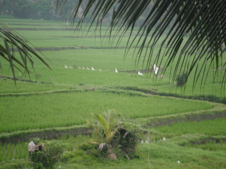 Rice  paddies in Ubud