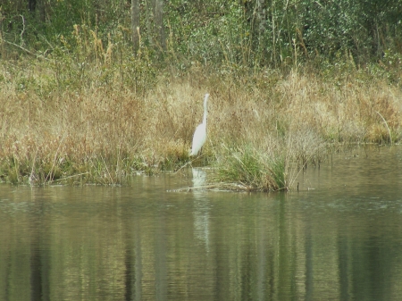 White Ibis at our pond