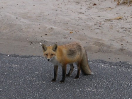 Island Beach Fox