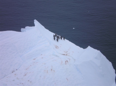 David Thompson's album, Antarctica 12/31/09