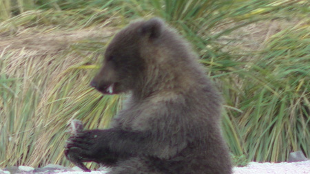 Evonne Trachsel's album, KODIAK  BEARS