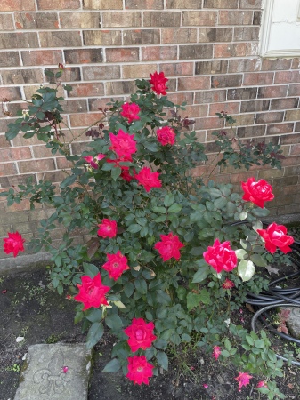 My husband so proud of his flowers planted in 