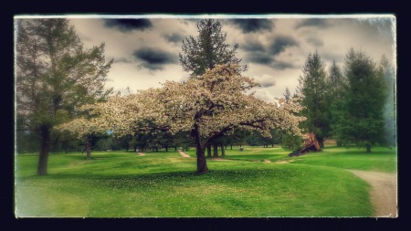 Snoqualmie Falls Golf