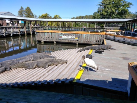 Gators at Gatorland