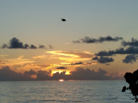 Jupiter Sunrise Seabird