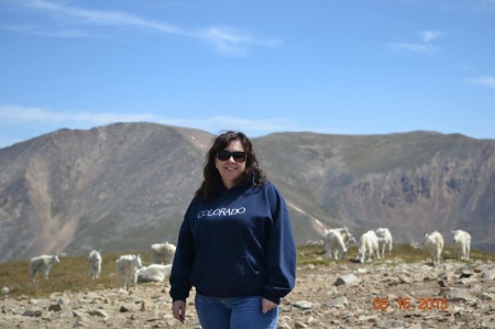 Colorado Mountain goats