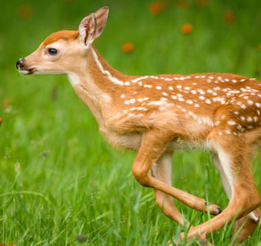 Fawn in my yard!