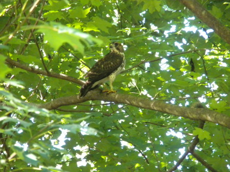 Peregrine falcon