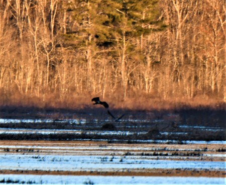 EAGLES NEW YORK STATE