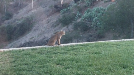 Bobcat in my yard