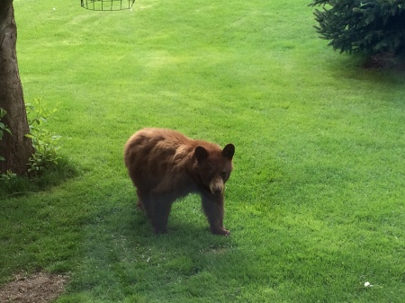 Bear in the front yard! A Boo-Boo