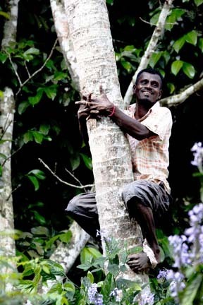 Sri Lanka climbing tree