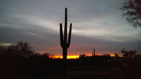 Arizona Desert Saguaro