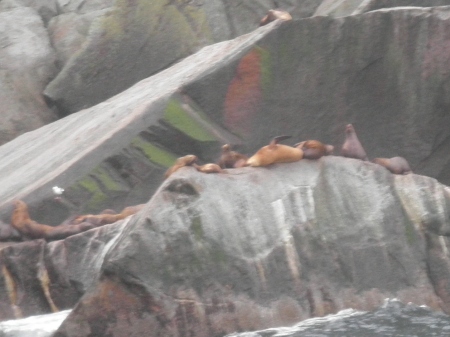 Steller Sea Lions