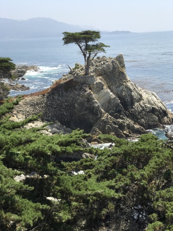 Lone Cypress 