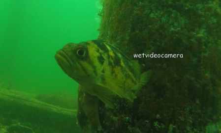 Copper Rockfish