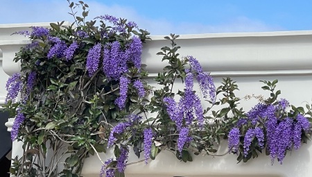 Wisteria in the neighborhood 