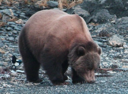 BIG sow grizzly at the cabin in Kodiak