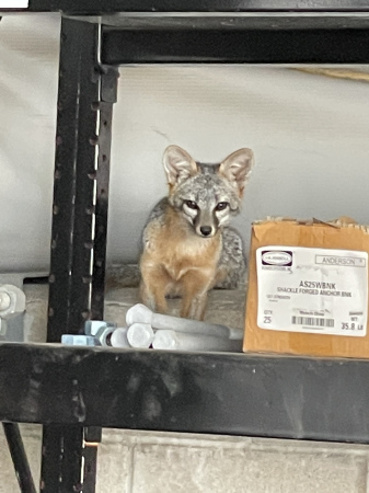 The kit fox at work 