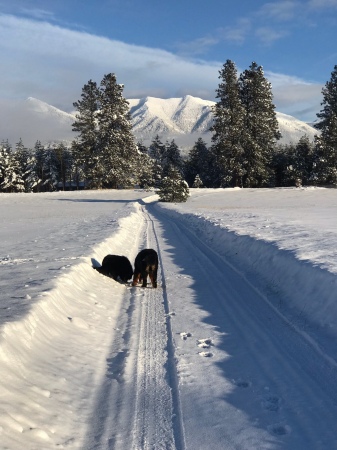 Winter in NW Montana. Front yard at the cabin.