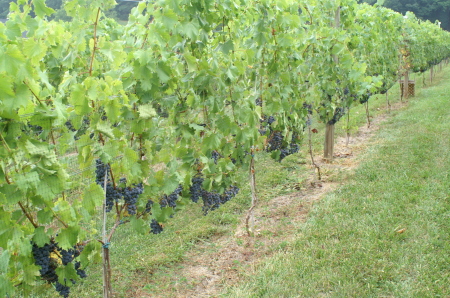 Five Oaks Vineyard