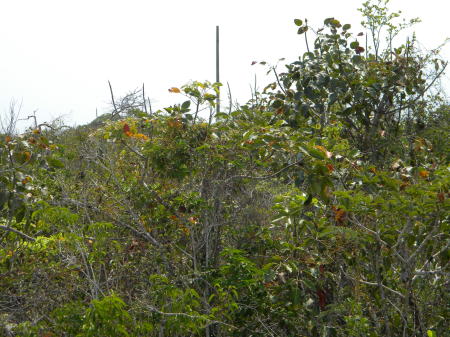 Ambergris Caye, Belize