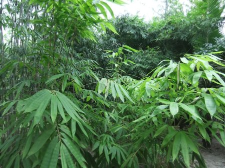 Marler's tropical bamboo garden Wenchang County, Hainan