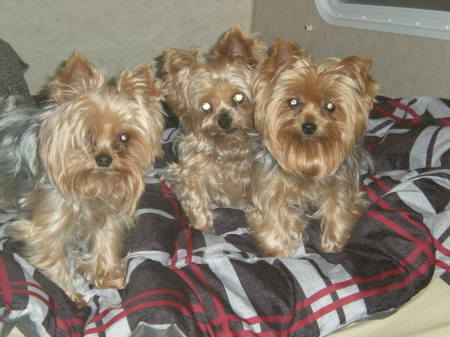 Our Yorkies