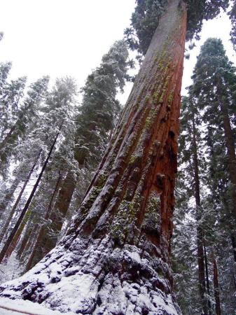 Big Trees State Park is a state park of Calif