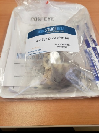 Cow eye dissection kit