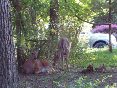 New Born Fawns Saturday  5/15/21