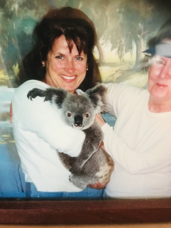 Koala in Australia