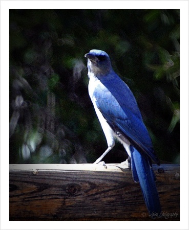 Blue Jay Way