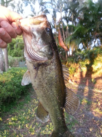 backyard bucketmouth