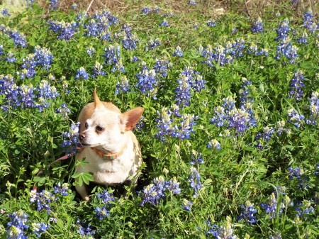 Peanut in a field of Bluebonnets