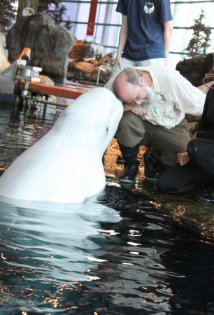 Don with Naya the Beluga at Professional Animal Training Seminar, John G. Shedd Aquarium