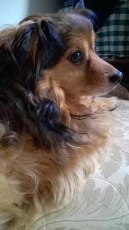 My dog  16 years old Piro