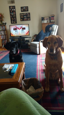 Barkley and Crosley waiting for treats
