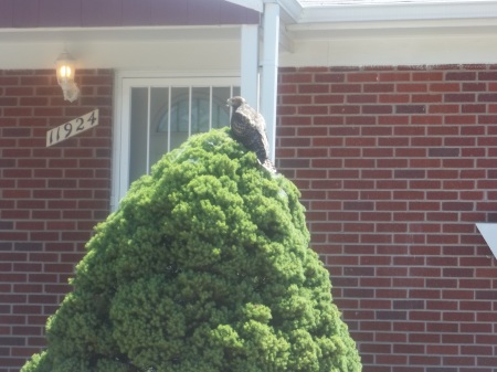 Baby hawk learning to fly across the street from my house. Tooo cool