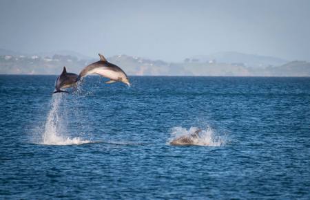 Dolphins in Hauraki Gulf, New Zealand
