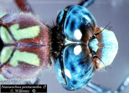 Nasiaeschzia pentacanthia