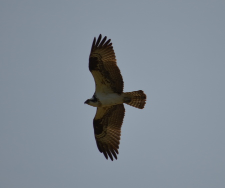 Osprey takes flight