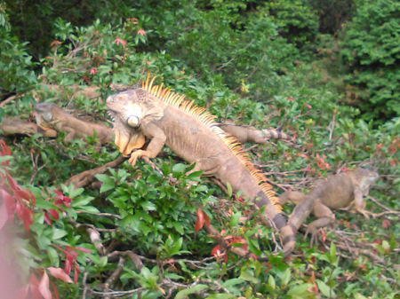 Iguanas at Iguana Bridge