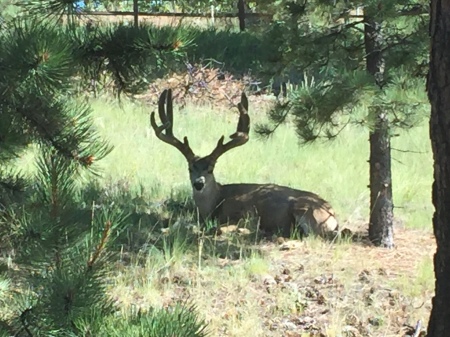 10 point Mule deer in our backyard