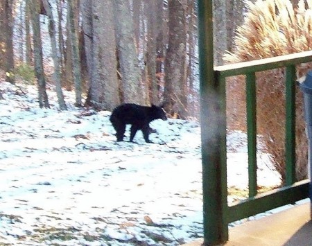 Small Black Bear in my yard